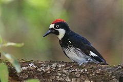 Acorn Woodpecker